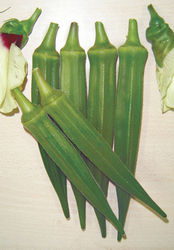 Okra Hybrids Seeds