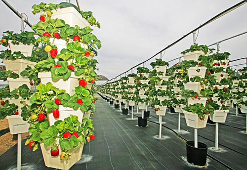 Commercial Hydroponic Vertical Grow System