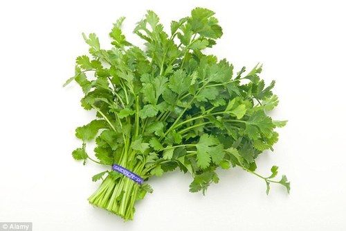 Fresh Coriander Leaves