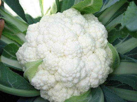 Cauliflower Seed