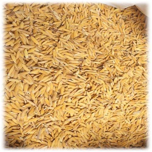 Paddy Seeds