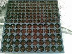 40 Cavity Seedling Trays