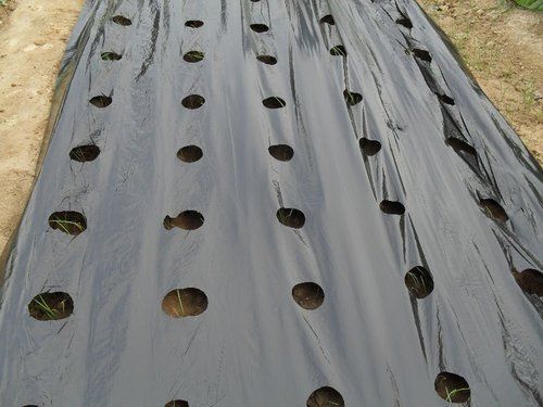 Agricultural Mulching Film - Premium Quality, Customizable Sizes for Optimal Plant Growth 