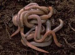 Vermicomposting Earthworms