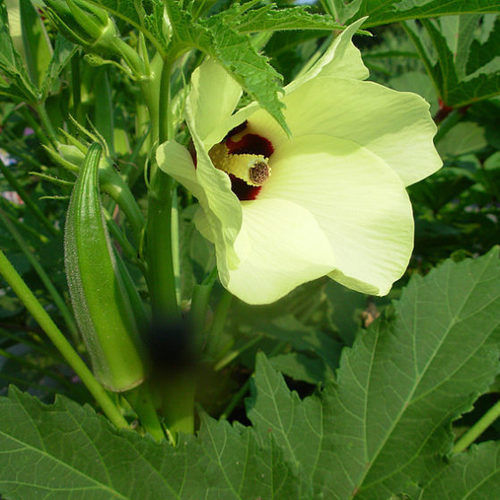 Okra