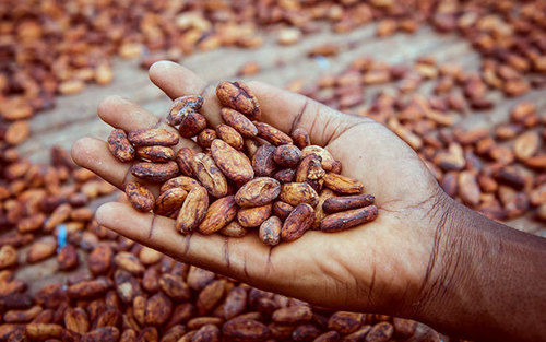 Cocoa Beans