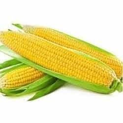 Fresh American Sweet Corn