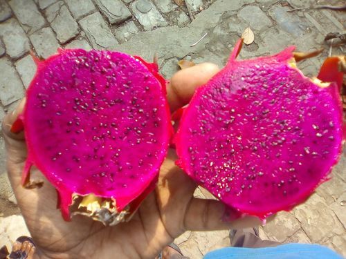 Pink Dragon Fruit