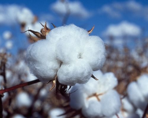 Cotton Oil