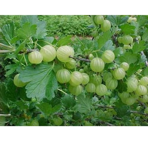 Fresh Gooseberry