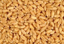 High Quality Wheat