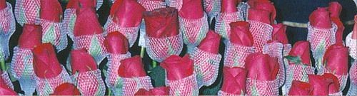 Rose Bud Net 