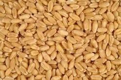 Wheat Seeds - Premium Quality, High Germination Rate , Nutritious Carbohydrate Source