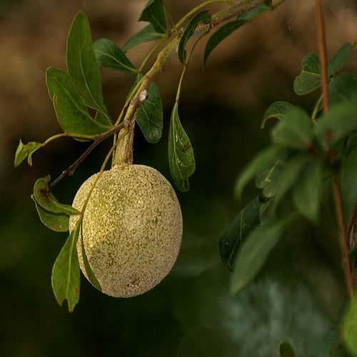 Wood Apple