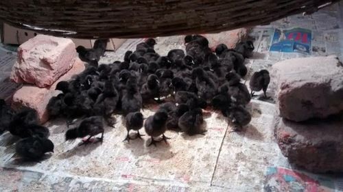 Kadaknath Chicks