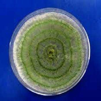 Trichoderma Bio-Fungicide