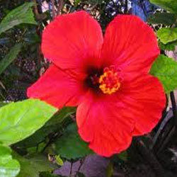 Hibiscus Flowers