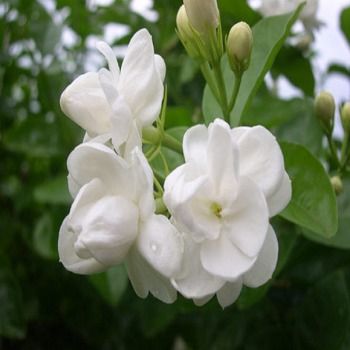 Jasmine Flowers