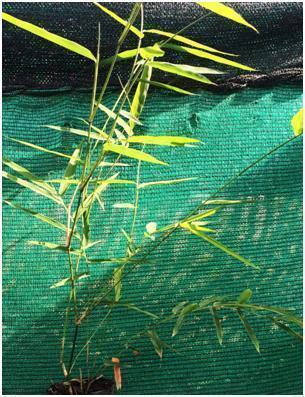 Dendrocalamus Stocksii Bamboo Plant