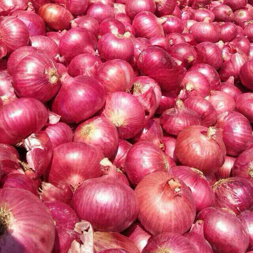Fresh Nashik Red Onion