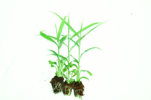 Ginger Tissue Culture Plant