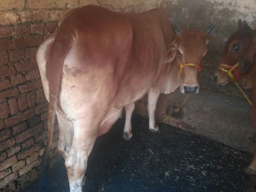 Sahiwal Heifer Cow