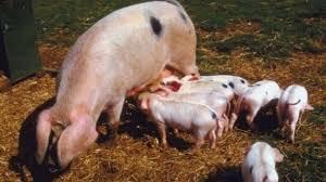 White Pig - Robust Health and Weather Resilience | Disease Resistant, Drought Tolerant, Thoroughly Fed