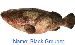 Blacl Fish Grouper Fish