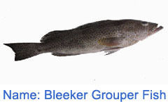 Bleeker Grouper Fish