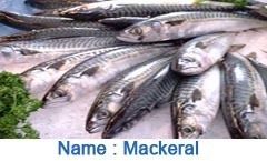 Mackerral Fish