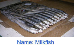 Milk Fish