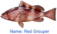 Red Grouper Fish