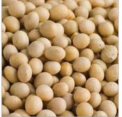 Nutritional Soybean