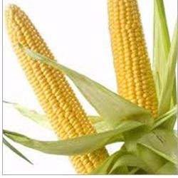 Yellow Maize