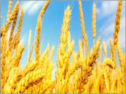 HEBA Wheat