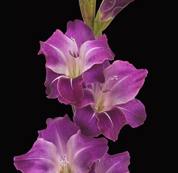 Gladiolus