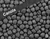 Canola Seeds