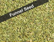 Funnel Seeds