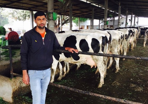 Hf Cow Gender: Unisex