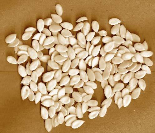 Sal Seed at Best Price in Raipur, Chhattisgarh RSV GLOBAL