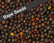 Rapeseeds