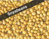 Soybean Seeds