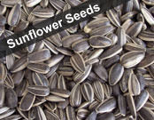 Sunflower Seeds