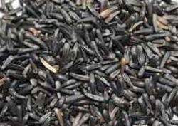 Niger Seeds