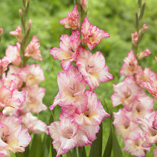 Gladiolus-Priscilla