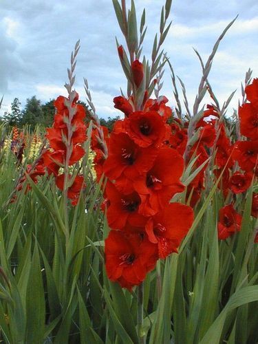 Red Gladiolus-Advance