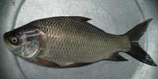 Catla Fish