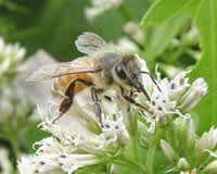 Wild Flower Honey