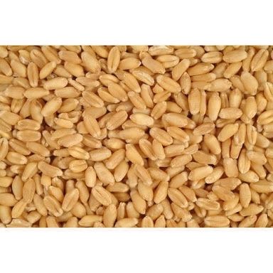 Wheat Grain