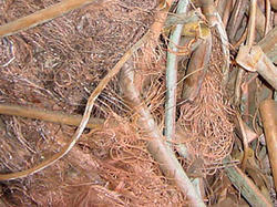 Birch Copper Wire